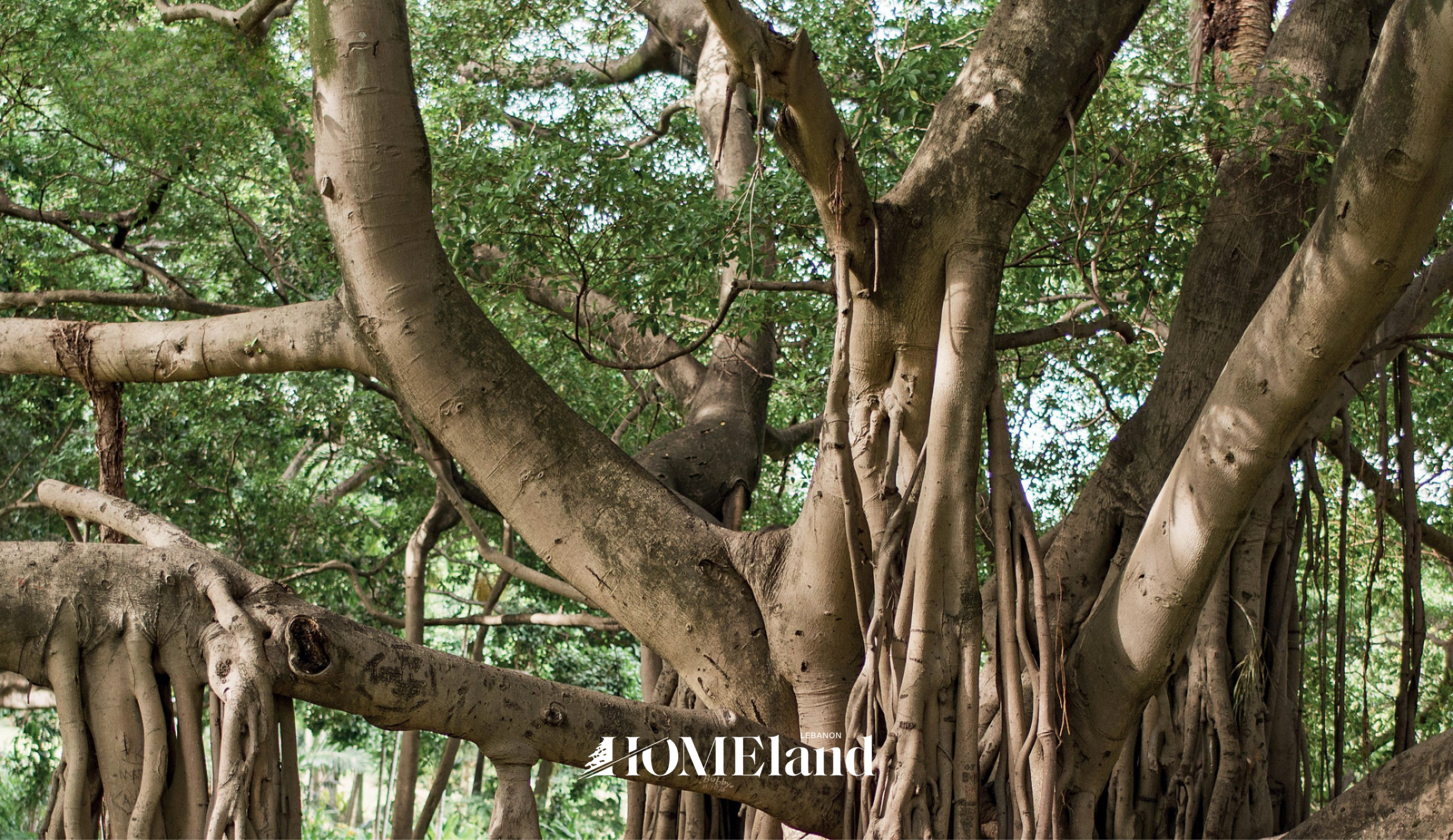 Brown tree trunks and green leaves