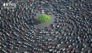 Several cars in a circular direction around a green tree