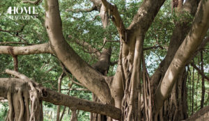 Brown tree trunks and green leaves